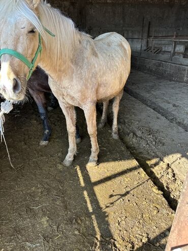 объявления о найденных животных: Сатам | Бээ (ургаачы) | Аргын | Жумушка | Мерин