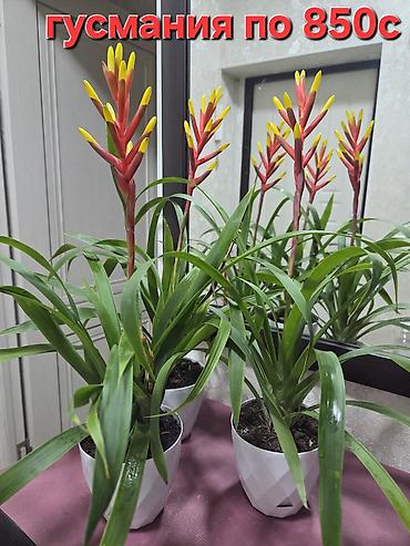 Пальмы: Хамедорея изящная (комнатная пальма) - В наличии взрослые кусты в — 8