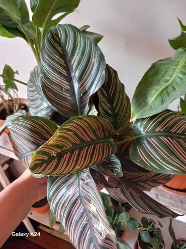 удобрения для клубники: Калатея (вероятно Calathea ornata, «Пинстрайп») —