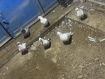 heyvan bazari quslar: Salam şekilde gorsenen bütün heyvanlar satlir heresinin öz qiymeti var — 3