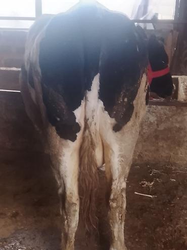 Коровы, быки: Продаю | Корова (самка) | Для молока | Привязанные — 6