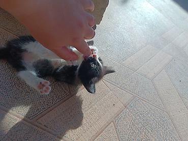 отдам котят: Самец, Самка, В добрые руки, Самовывоз, Бесплатная доставка — 4