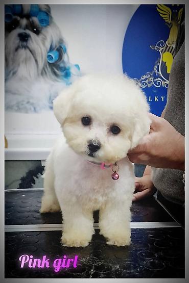 cani corso: Odgajivačnica kovrdžavih bišona Angel of Silky Sotrm predstavljamo — 3