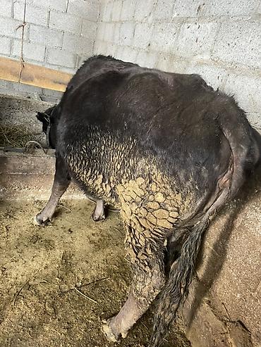 Коровы, быки: Продаю | Корова (самка) | На откорм, На забой, Для разведения — 10