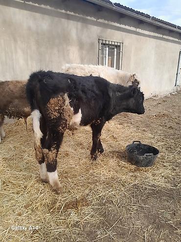 Коровы, быки: Продаю | Бык (самец) | Полукровка | На откорм — 10