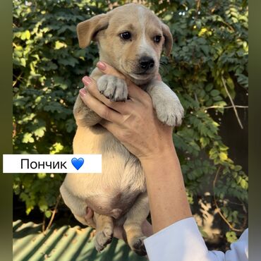 акустические системы apollo колонка в виде собак: Собака даром: Дворняжка, 3 месяца, Самец, С прививкой