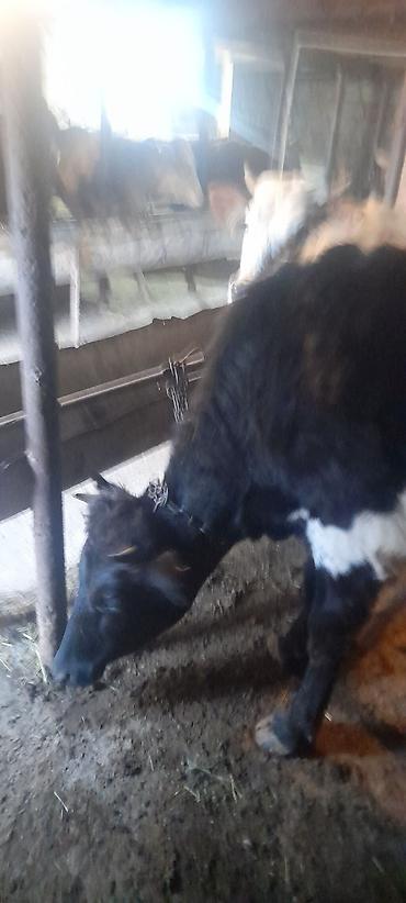 Dana, buzov: Malar satılır 2 dənə sağlamlıq düyədi.1kəsimə yarıyır.qiymət3100 — 4