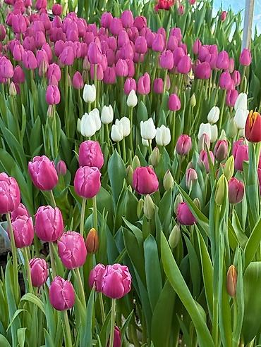 Букеты из живых цветов: Тюльпаны — предзаказ - Срезанные тюльпаны из теплицы, аккуратные at lalafo.kg — 11 Букеты из живых цветов: Тюльпаны — предзаказ - Срезанные тюльпаны из теплицы, аккуратные — 11