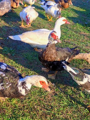 Ördəklər: Dişi, | Lal ördək, Macar, Damazlıq, Ünvandan götürmə, Ödənişli çatdırılma — 10