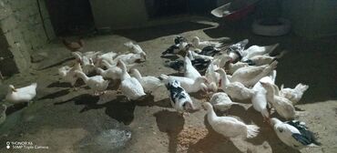 Ördəklər: Erkək, Ətlik — 9