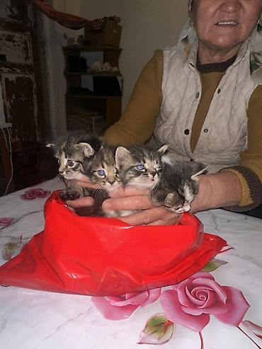 Үй жаныбарлары: Котята, помет из 4 малышей. Описание: - Окрас: классический тигровый — 1