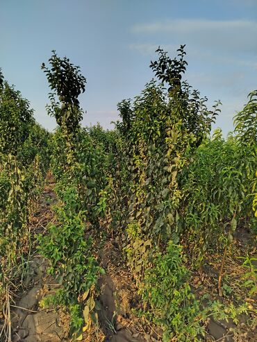 Tinglər: Hər növ ağac tinglerinin satışı — 11