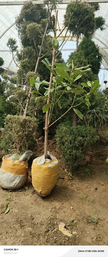 Садовые цветы и кустарники: Саженцы цветка — 12