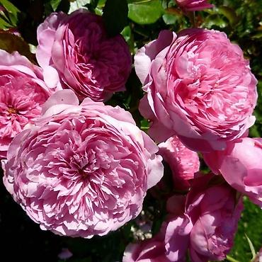 Другие садовые цветы и кустарники: Продаю саженцы РоЗ!!! Более 70 видов at lalafo.kg — 9 Другие садовые цветы и кустарники: Продаю саженцы РоЗ!!! Более 70 видов — 9