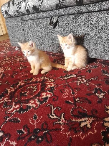 скотиш фолд шотланская вислоухая 1 месяц деврчка серый: Кошка даром: Беспородная, 1 месяц, Девочка