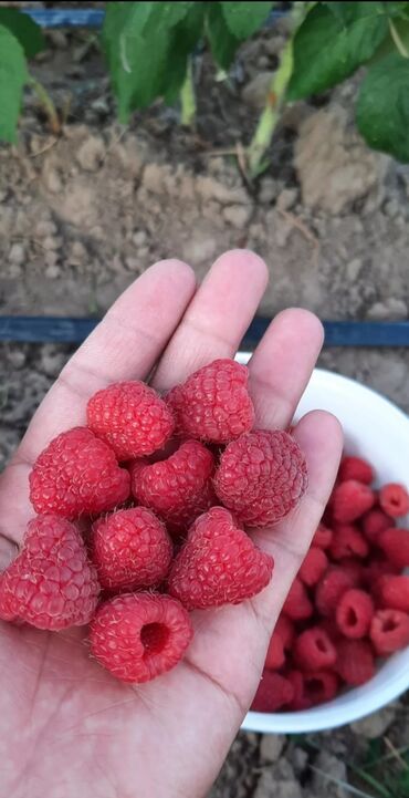 сетка для винограда: Малина В розницу