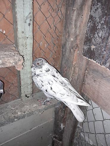 göyercinler: Quwlar satilir ebres ve cil cut alana 5 azndan tek qiymet deyisir 5 — 9