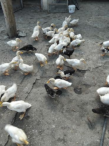 ayi sekilleri: Məhsul: Ordey 2 ayliq yalniz ag rengli olanlar satilir. 1-i 6 azn Tek — 2