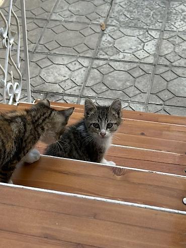Мышыктар: Мышык бекер берилет: Породасыз, Ургаачы, Лотокко барууга үйрөтүлгөн — 5