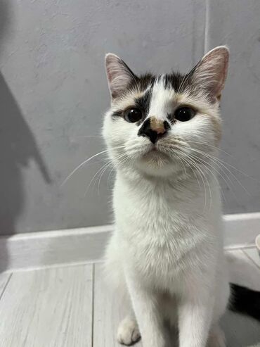 хочу купить кошку: Кошка даром: Беспородная, 2 года, Девочка, Приучена к лотку, С прививками