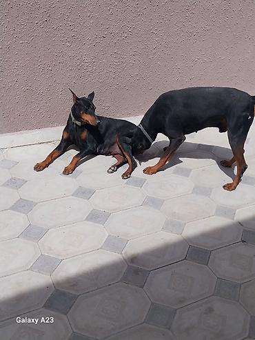 İtlər: Doberman — 1
