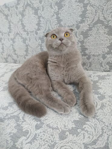 котята в добрые руки бесплатно: Şotland