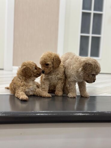 İtlər: Pudel, 2 ay, Peyvəndli — 1