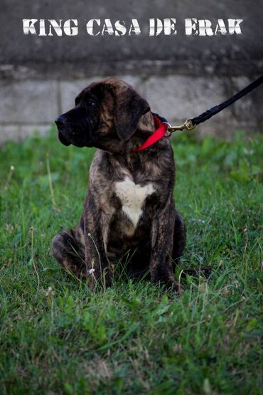 Psi: Štenci Presa Canario, ostenjeni 24.5.2023 godine. Kuba Kira je rođena — 21