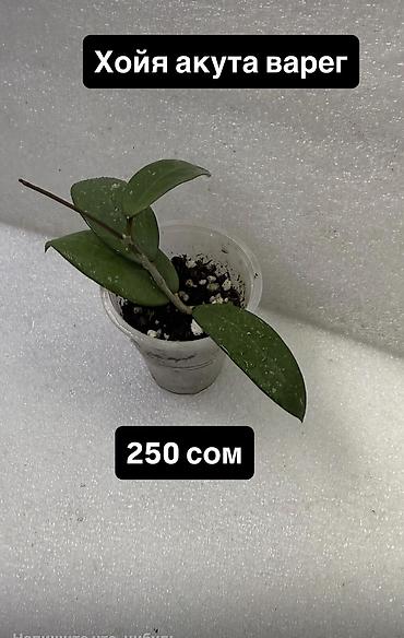 Хойи: Хойя (Hoya) Nui от 200 сом Хойя гунунг гадинг уклоенные по 250 сом — 14