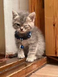 кошки в добрые руки баку: Золотая шиншилла, Самка, В добрые руки, Бесплатная доставка