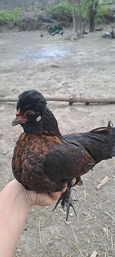 Toyuqlar: Toyuq, Damazlıq — 1