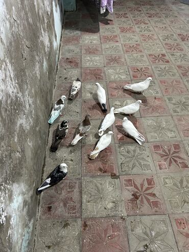 Göyərçinlər: Goyercinler