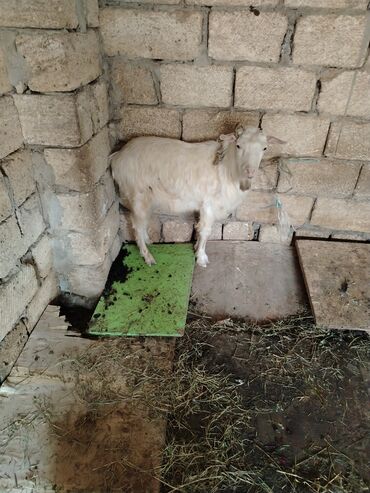 qara canavar sekilleri: Erkey cepis kok cepisdi dam maldi