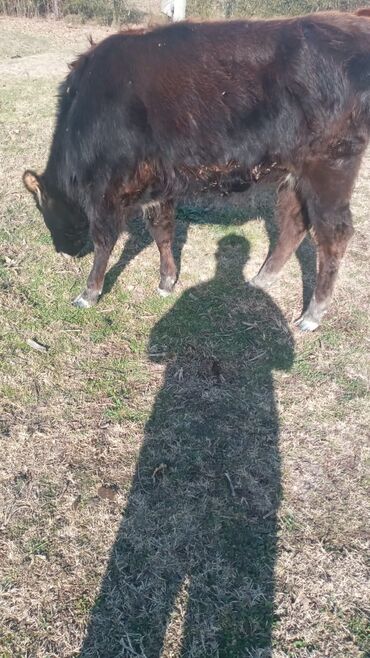 Dana, buzov: Dana, buzov, Dişi, ay: 12, Damazlıq, Ünvandan götürmə — 13