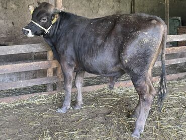 бычки коровы: Продаю | Бык (самец) | Голштин, Швицкая | На откорм, Для разведения