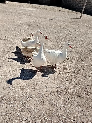 Qazlar: 1 erkek 4 dişi qaz satilir 5i birlikde 200 azn sonudur ciddi alıcılar — 1