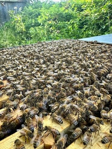 ari: 10 ədəd arı ailəsi satılır yeşiksiz. Çərçivə ölçüsü 23lük. 7 arı