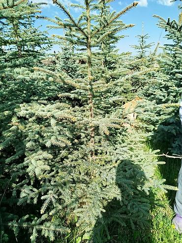 Берёза: Саженцы Платная доставка — 8