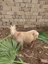 öz dadım broyler mmc: Dişi, Alpine, Zanen, il: 2, Damazlıq, Südlük, Ünvandan götürmə