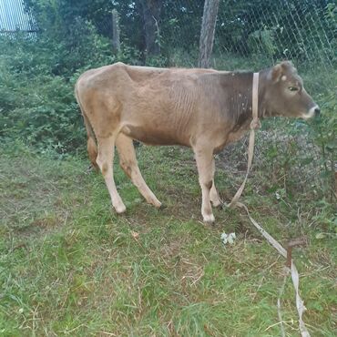 Inəklər, öküzlər: Salam öz inəyimdi yanındada balası bir yerdə satılır alverci deyiləm — 10