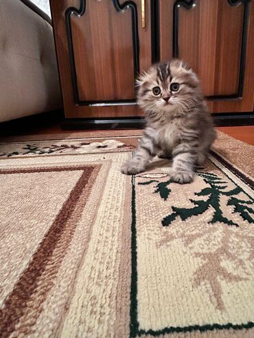 Pişiklər: Şotland yastı qulaq — 6