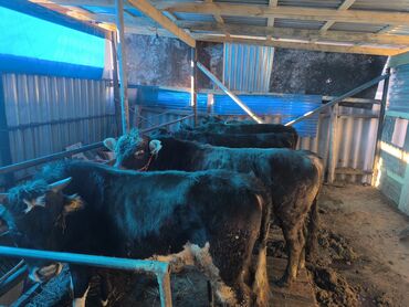 Коровы, быки: Продаю | Бык (самец) | На откорм | Привязанные — 4