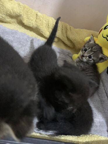 кошки в хорошие руки: Кошка даром: Лесная, 1 месяц, Мальчик