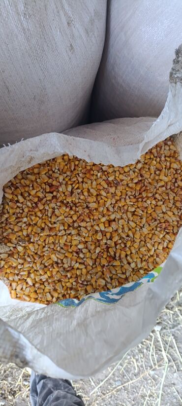 ток сатылат: Продаю кукуруза 🌽 местный 24сом
