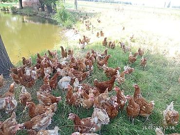 Куры, петухи: Продаю | Куры | Несушки — 6