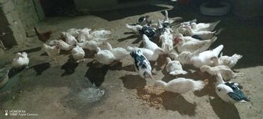 Ördəklər: Erkək, Ətlik — 7