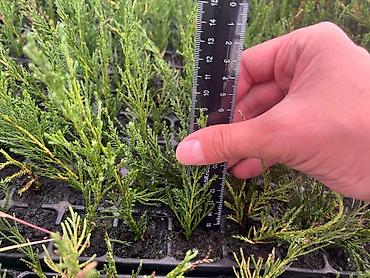 Декоративные деревья: Саженцы деревьев: Можжевельники (Арча) — 4