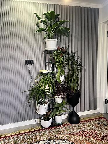 Драцены и Сансевиерии: Доставка по городу бесплатно . Адаптированные пересаженные Комнатные — 32