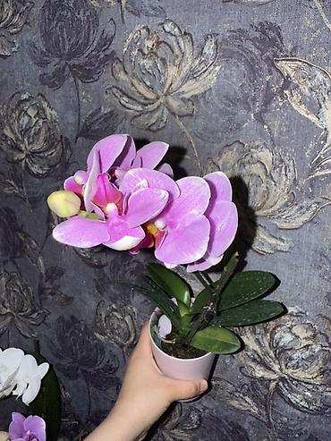 Орхидеи: Орхидея оптом и в розницу принимаем корпоративные заказы !!! Г at lalafo.kg — 19 Орхидеи: Орхидея оптом и в розницу принимаем корпоративные заказы !!! Г — 19