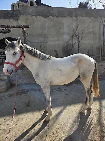 satılan atlar: Satisda ereb ingilis dilboz ati var heresininde ayri ayri qiymetleredi — 3